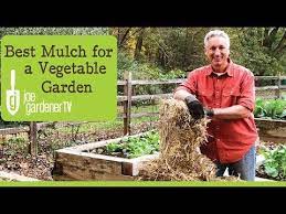 Best Mulch For A Vegetable Garden Youtube Mulch Vegetable Garden Growing Food