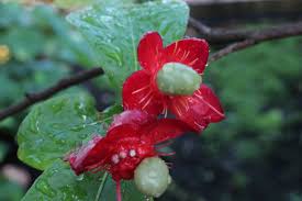 Image result for Ochna kirkii