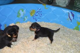 1 male & 2 females both parents are available to view. View Ad Rottweiler Litter Of Puppies For Sale Near Arizona Phoenix Usa Adn 21946