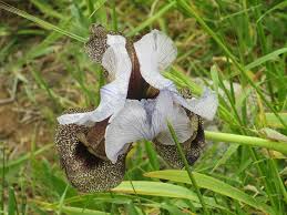 Holen sie sich ein 16.000 zweites bee pollinates purple irises stockvideo mit 25fps. An Endangered Iris With An Intriguing Pollination Syndrome In Defense Of Plants