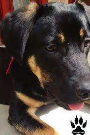 The rottweiler lab mix is a cross between two popular breeds, with very different personalities. The Labrador Rottweiler Mix Labrottie Com