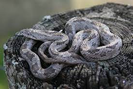 Pantherophis Obsoletus Spiloides Snake Rat Snake Reptiles And Amphibians