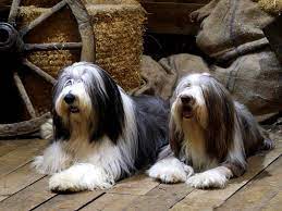 Bearded Collie History Features Character And Cares Mascotarios
