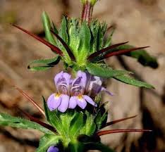 Image result for Hygrophila schulli