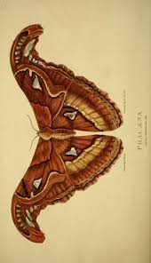 Arcana Or The Museum Of Natural History Biodiversity Heritage Library Moth Illustration Insect Art Natural History