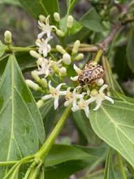 Image result for Psydrax fragrantissima