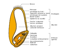 Le terme blé désigne également le grain (caryopse) produit par ces plantes. Ble Wikipedia