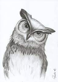 Pin On Owls