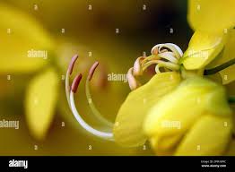 Image result for Cassia sieberiana