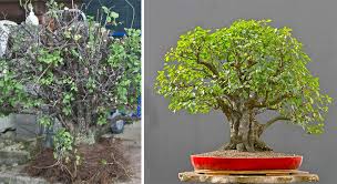 The chinese sweet plum is a glorious with small leaves which change in colour as they mature from a lemony green to a light green to a green. Wild Plum Bonsai Before After Bonsai Bark