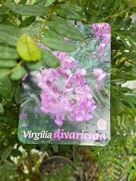 Image result for Virgilia