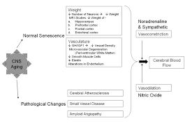 Central Nervous System Normal Senescence And Pathological Changes Download Scientific Diagram