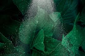 The Dos And Donts Of Foliar Feeding