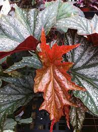 Pin On Begonias