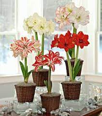 How To Grow Amaryllis Amaryllis Plant Amaryllis Bulbs Bulb Flowers
