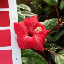 What color is hibiscus red. Hibiscus Cooperi Variegated Foliaged Type Form With Red Petals Rhs Download Scientific Diagram