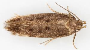 Image result for Bryotropha senectella