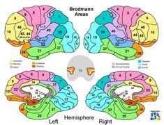 Maybe you would like to learn more about one of these? 79 Best Neuroscience Sensory Integration Images Neuroscience Sensory Integration Neurology