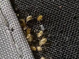 Image result for bed bugs eggs