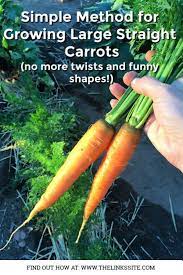 How To Grow Big Straight Carrots Growing Carrots Carrots Growing Vegetables