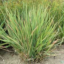 Image result for Eragrostis exasperata