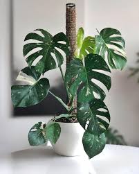 Pin By Jesse On Flora In 2020 Plants Monstera Deliciosa Plant Decor