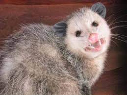 Pin On Opossums