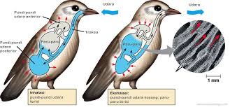 Mekanisme Pernapasan Pada Burung Burung Biologi Hewan