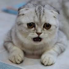Pin On Say What Say What Animals