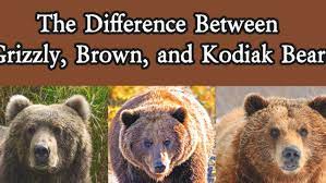 The Differences Between The Subspecies Of Alaskan Brown Bears The Grizzly Bear And The Kodiak Brown Bear Grizzly Bear Kodiak Bear Kodiak Brown Bear
