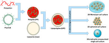 Our values are the heart of our culture. Molecules Free Full Text In Vitro Evaluation Of Lipopolyplexes For Gene Transfection Comparing 2d 3d And Microdroplet Enabled Cell Culture