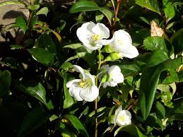 View more property details, sales history and zestimate data on zillow. Chaenomeles Speciosa Navilis Flowering Quince Japonica Brenlissa Online Nursery