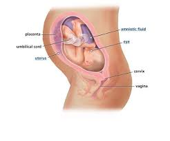 30 Weeks Pregnant Fetal Development 30 Weeks Pregnant 33 Weeks Pregnant 27 Weeks Pregnant
