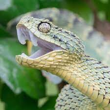 African Snakes Bush Vipers Viper Snake Snake Photos African Jungle Animals