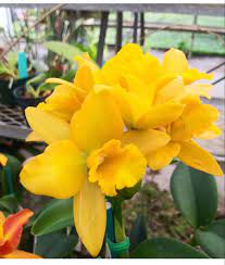 Orchids For Sale Orchids Flowers For Sale Orchid Flower