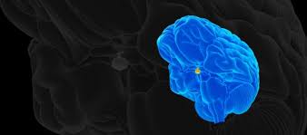 Pituitary Gland - Physiopedia