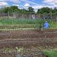 Volunteer Day  — Dirtbaby Farm event image