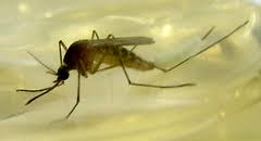 Alibaba.com offers 1,635 giant mosquito products. Mosquitoes Of Hawai 39 I Inaturalist