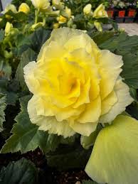 Image result for Begonia