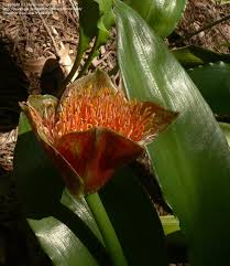 Image result for Pachycarpus