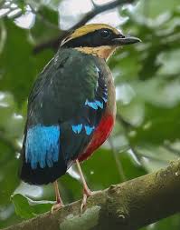 Image result for Sterculia subviolacea