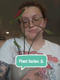 Why Does My Heart of Jesus Caladium Has Little Holes in The Leaves