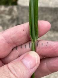 Image result for Paspalum plicatulum