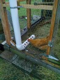 Pin Auf Raising Chickens