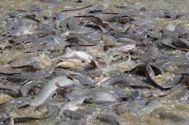 Bioflok lele dengan pakan ayam tiren air tidak berbau dan tidak perlu dikuras sampai panenbagaimana supaya kolam ikan lele itu tidak bau, ramah Mari Mengenal Teknik Budidaya Lele Tingkat Dasar Dinas Perikanan Kabupaten Pamekasan