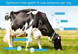 Optimum Time Spent In Cow Behavior Per Day Nedap Livestock Management