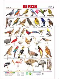 Birds Name Hobby Center Birds Name Hobby Center Birds Center Hobby Wildbirds Wildbir Pet Birds Parrots Animals Name In English Wild Animals List