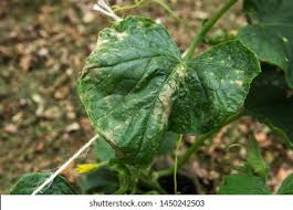 Image result for thrips damage on cucumber