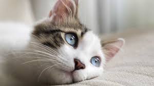 Best Cat Diapers For Incontinence And Spraying Disposable Washable