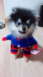 Norma Simpson Sercanseren6 Twitter Animales Perrito Mascotas